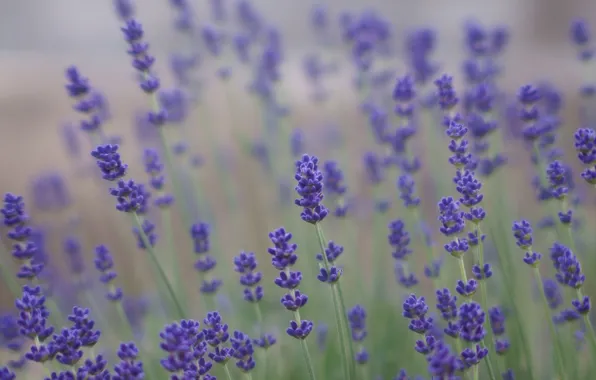 Field, summer, flowers, nature, blur, purple, lilac, Lavender