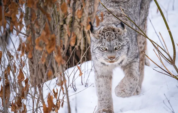 Picture winter, snow, branches, lynx, wild cat, the bushes