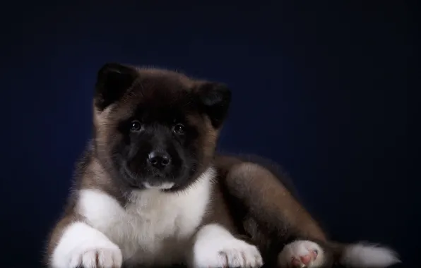 Dog, Puppy, Background, Baby