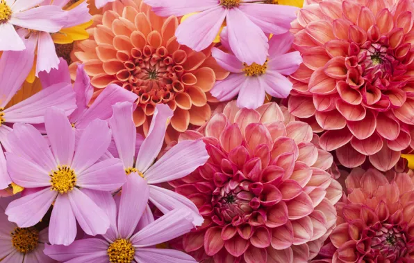 Macro, flowers, pink, orange, dahlias, cosmos