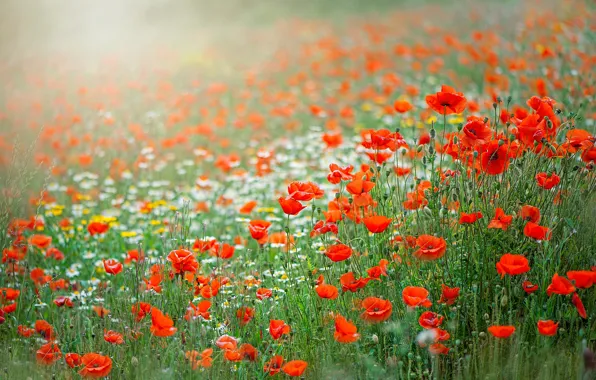 Picture summer, flowers, red, Maki, chamomile, meadow, white, a lot
