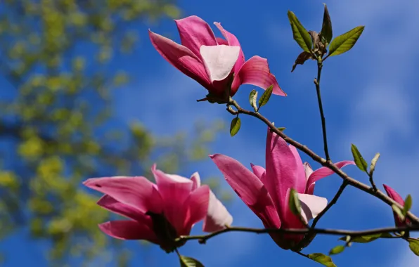 Picture the sky, trees, flowers, branches, nature, blue, blue, beauty