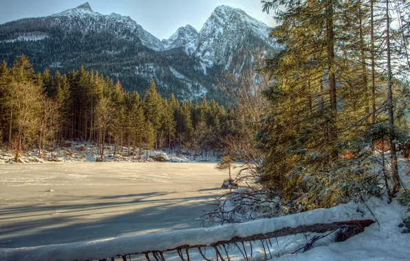 Winter, forest, trees, mountains, river, the bushes