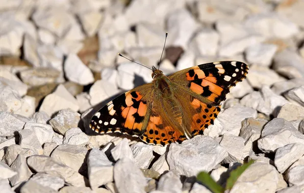 Microsemi, wings, Butterfly, insect, beautiful, stones, closeup