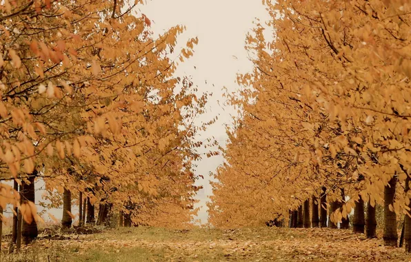 Autumn, trees, nature