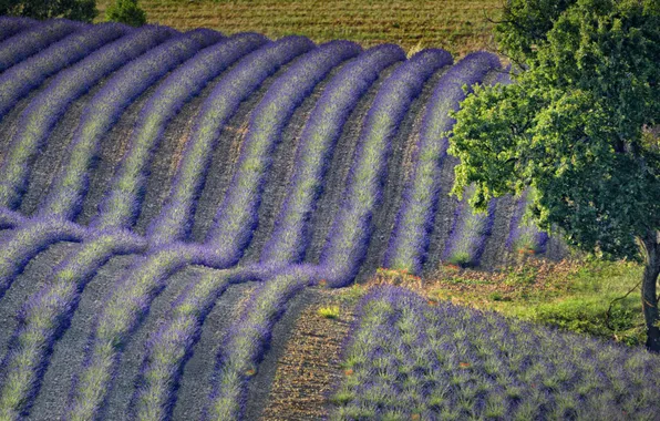 Picture field, flowers, hills, France, lavender, Provence-Alpes-Cote d'azur, Valensole