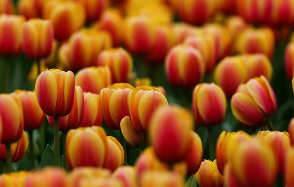 Flowers, spring, tulips