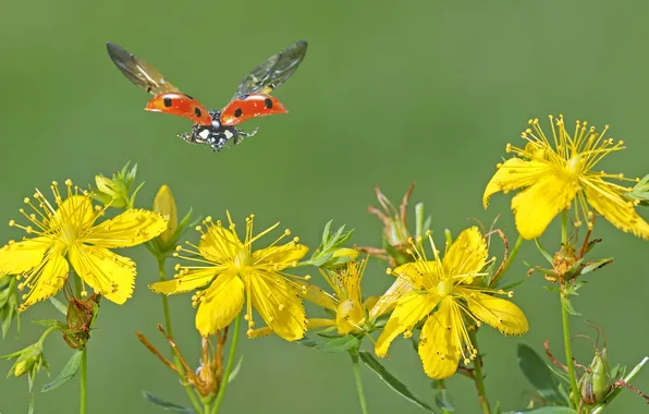 Picture flowers, flight, yellow, of God, cow.wings
