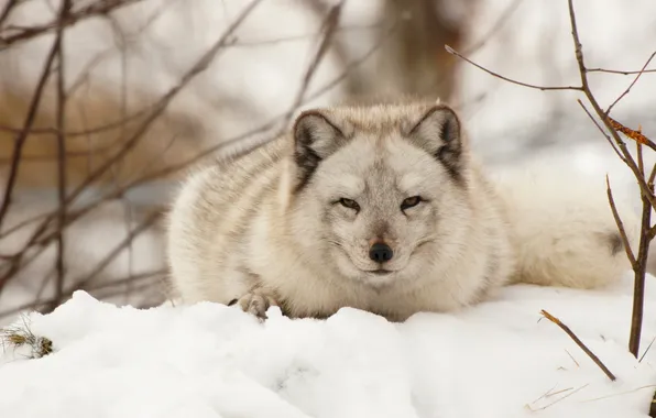 Picture winter, snow, Fox, Arctic