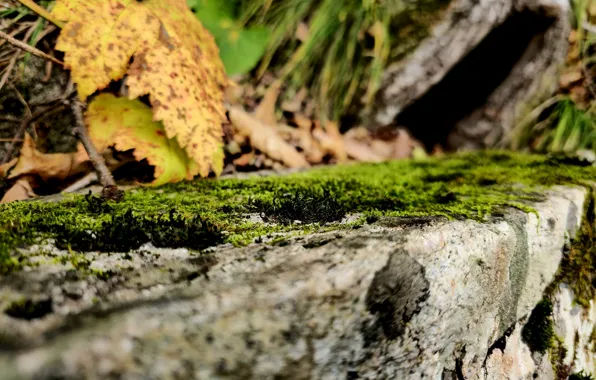 Tree, Stone, Moss