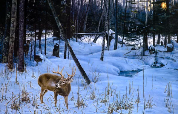 Winter, forest, snow, trees, nature, thickets, figure, picture