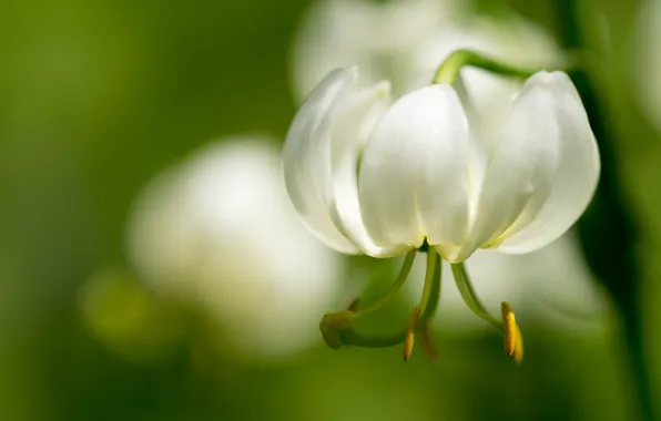 Macro, Lily, petals, stamens, white, bokeh