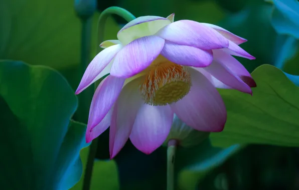Picture petals, Lotus, pink