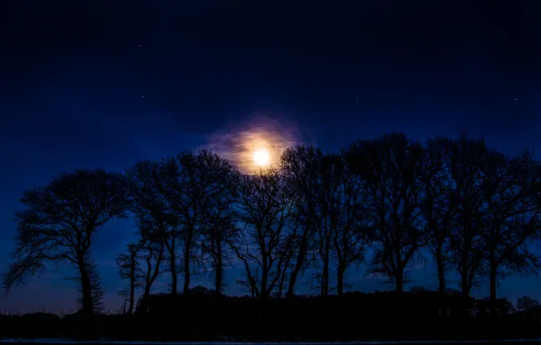 Picture stars, trees, night, the moon, silhouettes