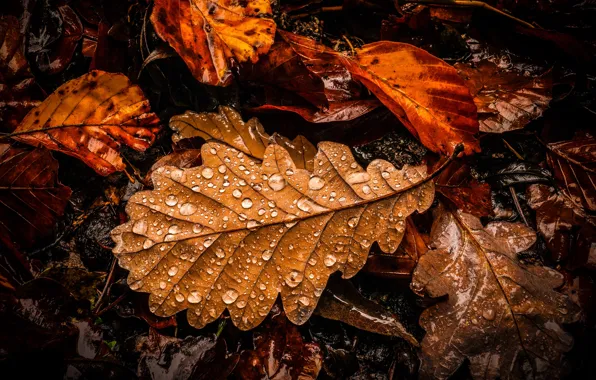 Autumn, leaves, drops, the dark background, oak, autumn leaves