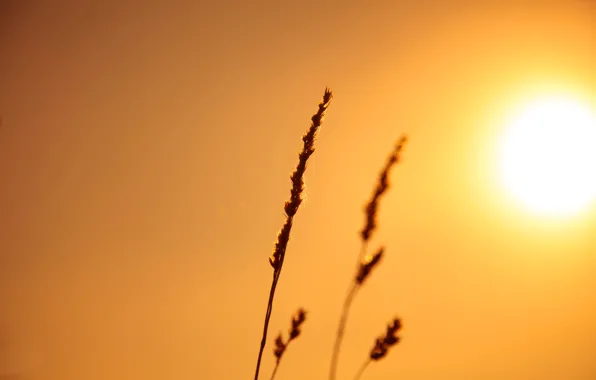 The sky, the sun, light, nature, plant, ear, stem