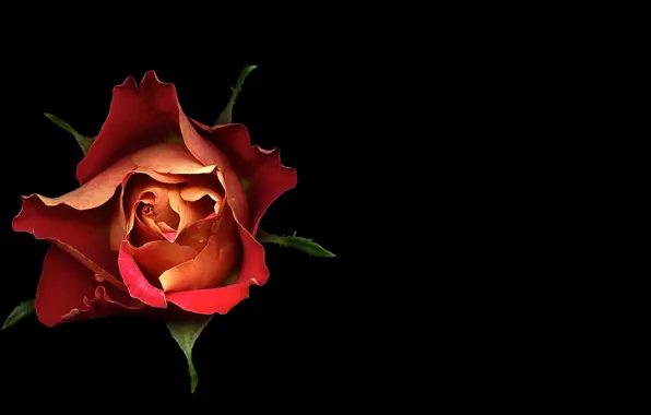 Light, background, rose, shadow, petals
