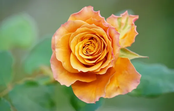 Macro, rose, orange, petals, Bud, bokeh