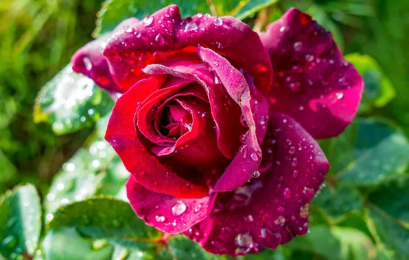 Picture flower, rose, droplets of water