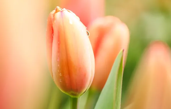 Flower, drops, macro, flowers, Rosa, Tulip, Spring, morning