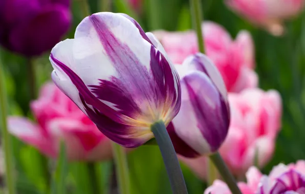 Spring, petals, garden, tulips