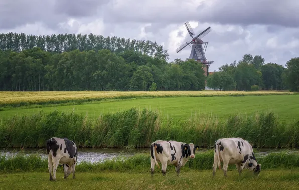 Field, forest, summer, grass, clouds, shore, cows, river