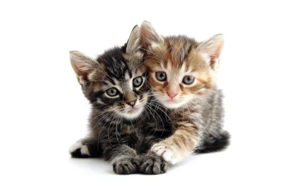 Look, cats, pose, kitty, kittens, white background, a couple, Duo