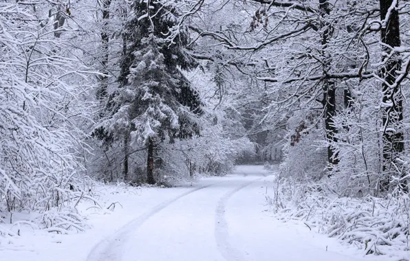 Picture winter, road, snow, trees