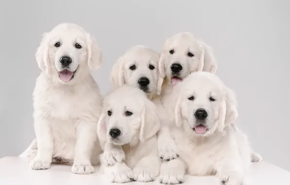 Dogs, background, puppies, Golden Retriever, Golden Retriever