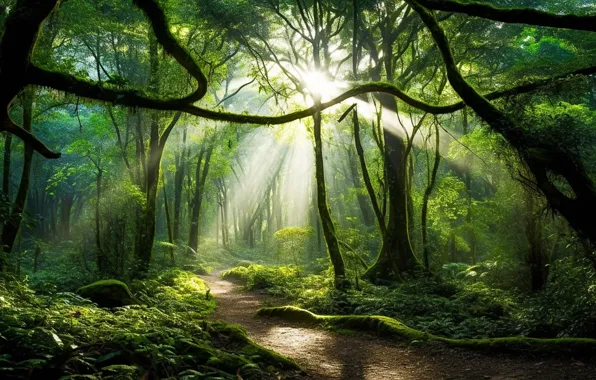 Picture forest, art, path, trees, sun rays, green, sunlight, branch