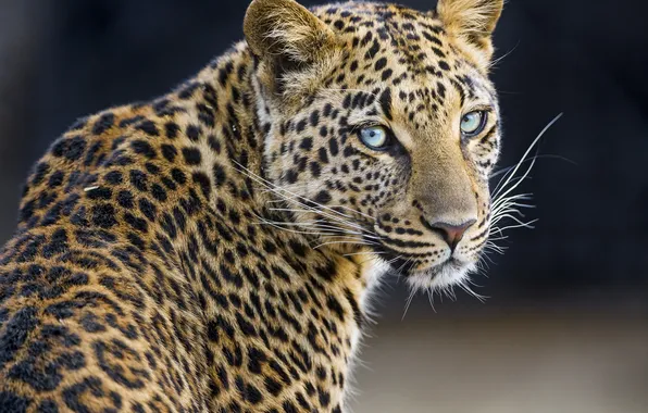 Cat, look, leopard, ©Tambako The Jaguar