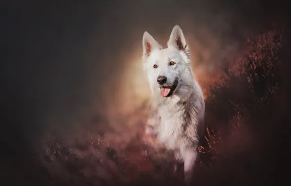 Picture dog, Heather, The white Swiss shepherd dog