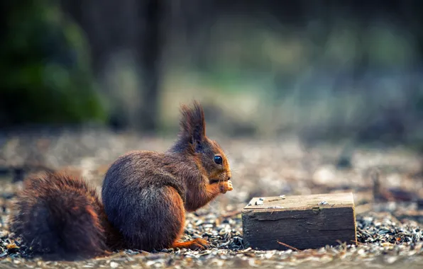 Nature, background, protein