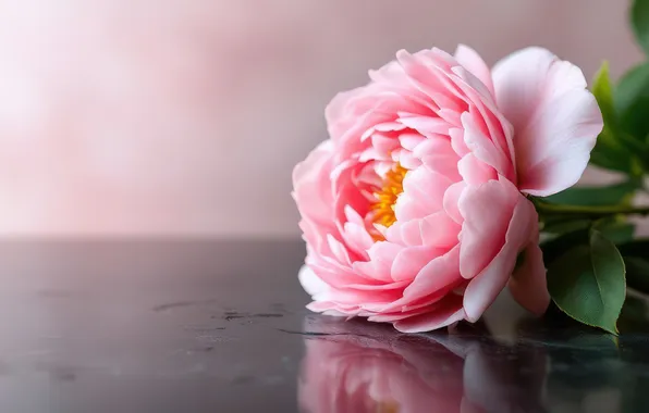 Flower, reflection, table, pink, spring, lies, blur, peony
