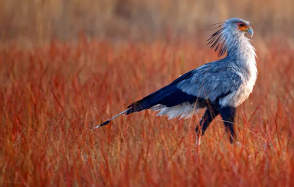 Grass, beak, tail, Africa, South Africa, Rietvlei Nature Reserve, Secretary bird