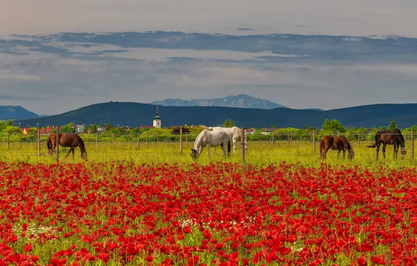 Landscape, nature, Maki, horses, horse, poppy field