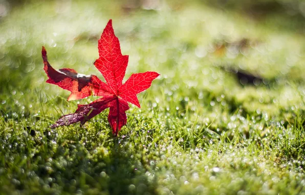 Picture summer, red, glare, leaf, in the grass, sunlight, fell, dewdrops