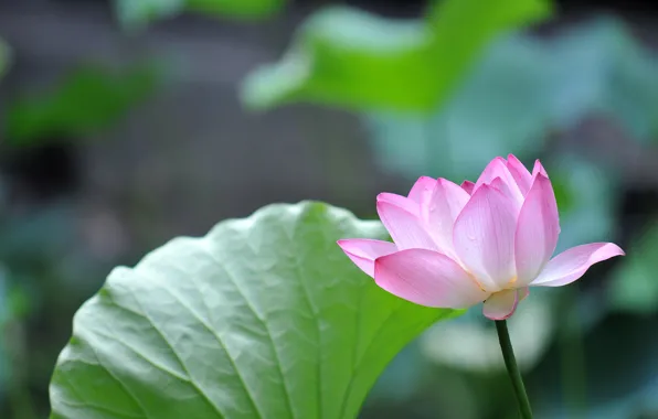 Nature, petals, Lotus