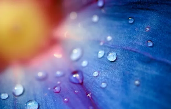 Picture flower, drops, macro, Hamid.A