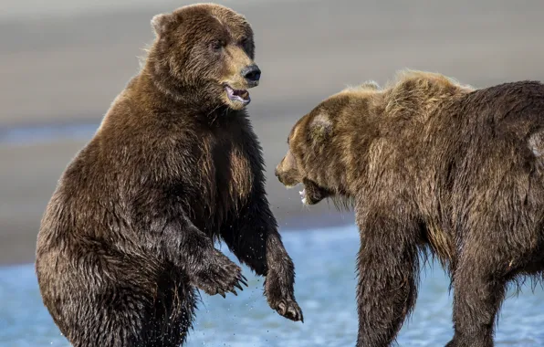 Fight, wool, bears, pair
