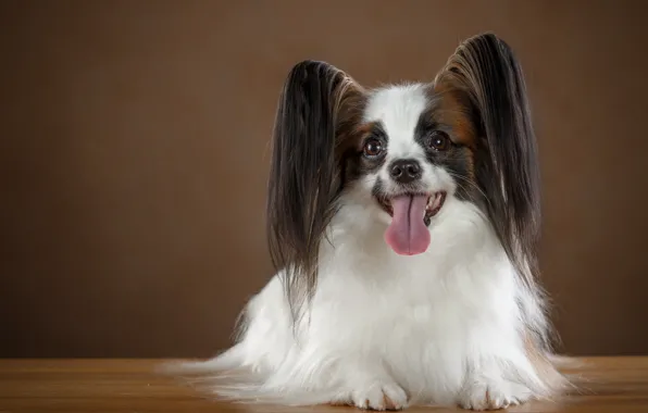 Picture language, ears, breed, Papillon