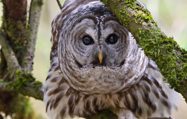 Picture look, branches, owl, bird, A barred owl