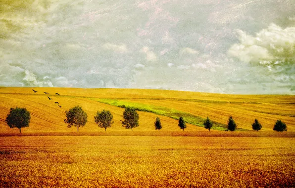 Field, landscape, style, background