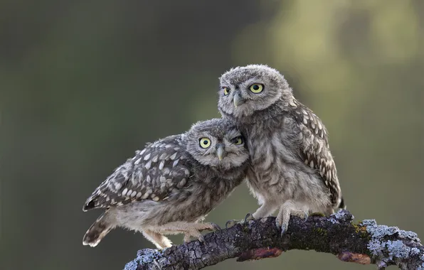 Birds, owl, branch, owls, a couple, owl, owls, two owls