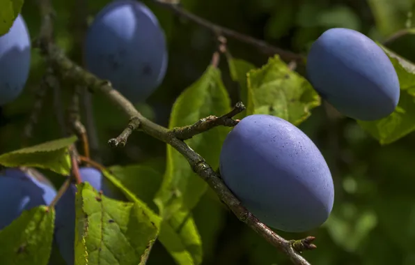 Picture branches, fruit, plum, drain, prunes