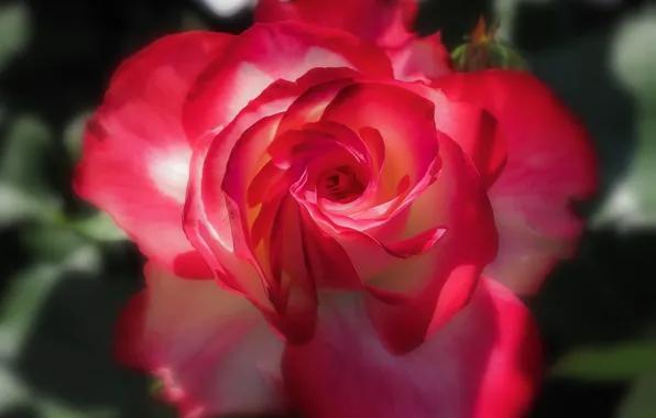 Flower, macro, light, pink, rose, blur, red, blur