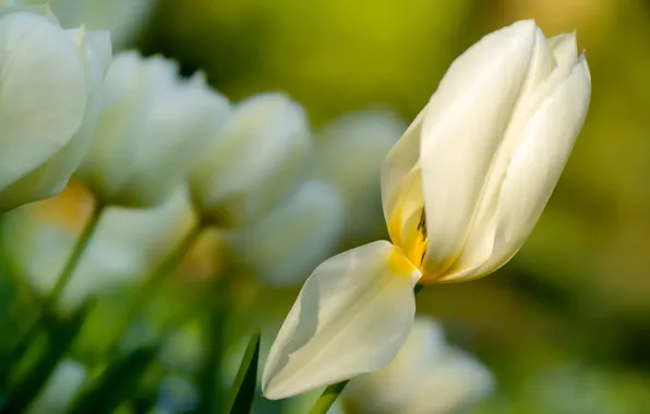 White, light, flowers, Tulip, petals, garden, Bud, tulips
