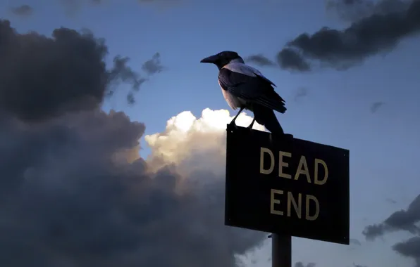 Background, the inscription, crows