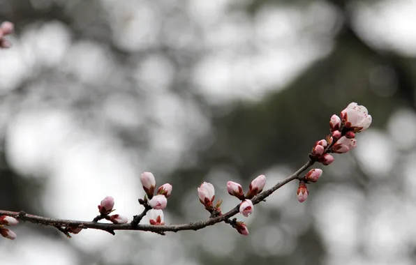 China, pink, flowers, plum flower