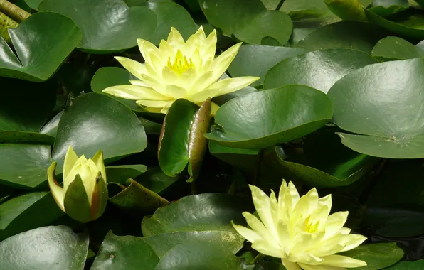 Flowers, water lily, water flower